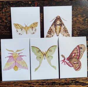 Moth Postcards Set of 5